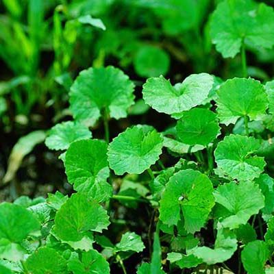 phân phối sỉ lẻ rau má khô tại Thủ Đức giá tốt