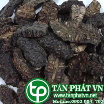 Phân phối sỉ lẻ trái nhàu tại Bạc Liêu chất lượng