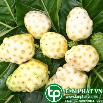 Phân phối sỉ lẻ trái nhàu tại Long An giao hàng nhanh