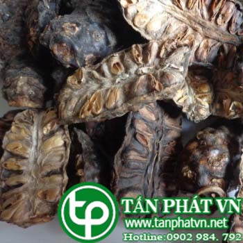Phân phối sỉ lẻ trái nhàu tại Nghệ An chất lượng