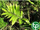 Ráng biển sát trùng trừ giun sán cầm máu