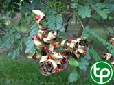 Ràng ràng trị kiết lỵ