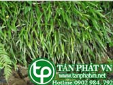 Ráng song quần lá đơn trị lao phổi ho ra máu