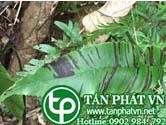 Ráng song quần trị ngoại thương xuất huyết rắn cắn