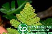 Ráng thổ xỉ bò chữa trẹo chân gãy xương