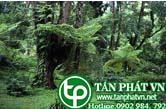 Ráng tiên tọa gai nhỏ trị phong thấp