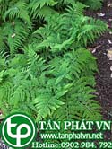 Ráng vi lân nhám trị cảm cúm, viêm gan
