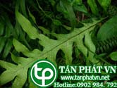 Ráng yếm dực cánh trị viêm bàng quang