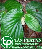 Rau bánh lái uy tín chất lượng tại TPHCM