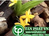 Rau báo rừng chữa tê thấp