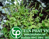 Rau càng cua chữa dao chém xuất huyết, phông thấp, ỉa chảy