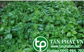 Rau càng cua trị sốt rét
