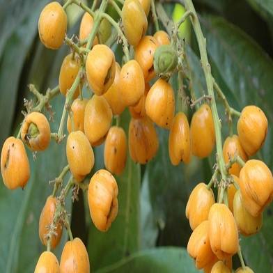 Sưng Nam bộ có công dụng gì?