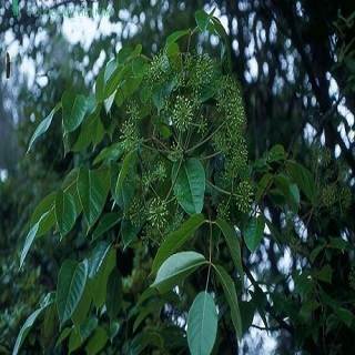 Thạch giáp sâm trị viêm khí quản, suyễn khan, trẻ em viêm phổi