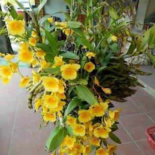 Thạch hộc dùi trống trị nhiệt bệnh thương tổn đến tân dịch, miệng khô phiền khát