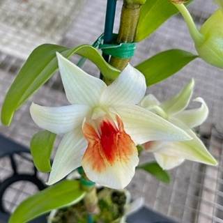 Thạch hộc lông đen trị nhiệt bệnh làm thương tổn đến tân dịch, miệng khô phiền khát